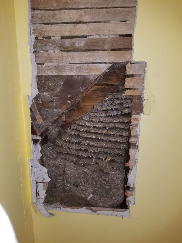 Get pest control in Albany NY with 1O1 Pest Control