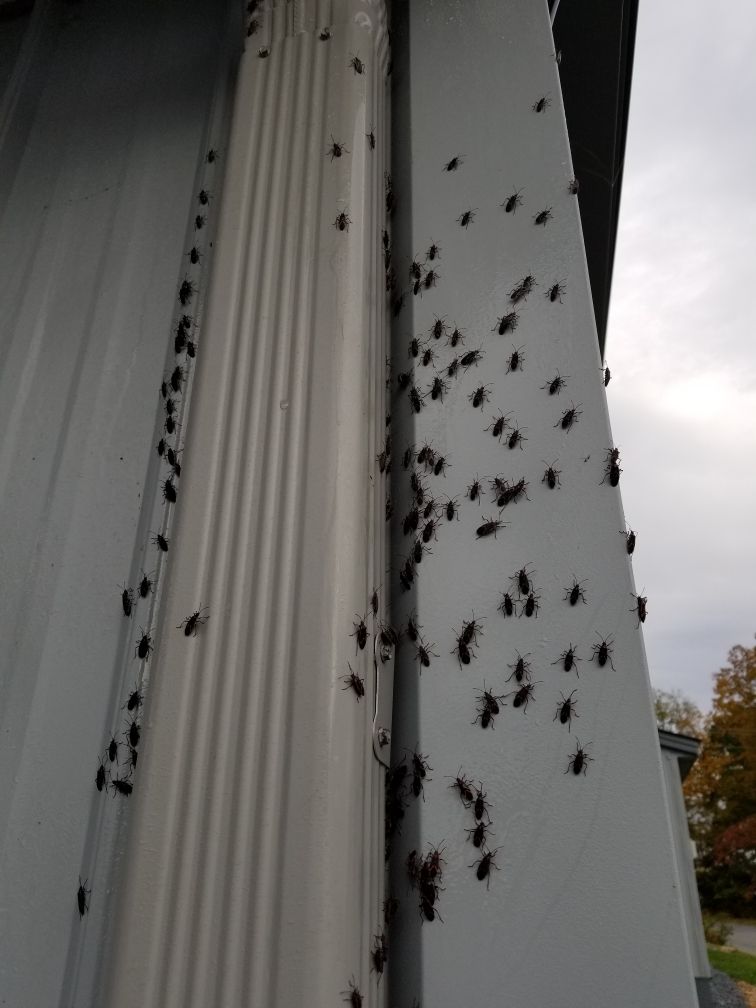 Get pest control in Albany NY with 1O1 Pest Control