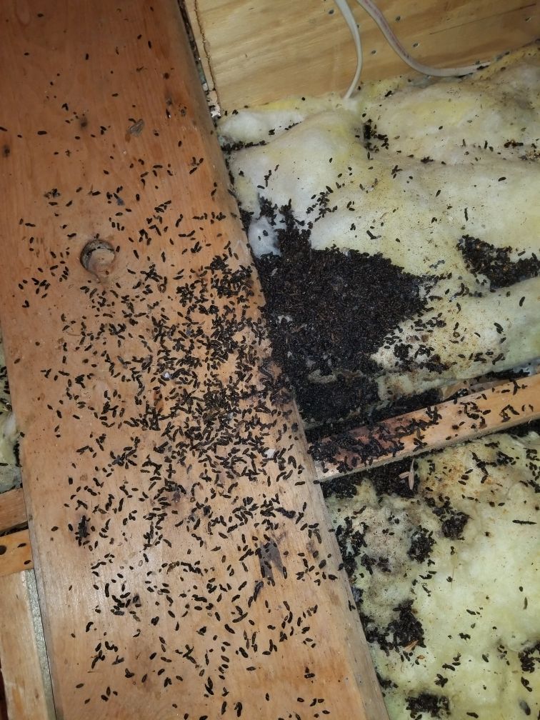 Get pest control in Albany NY with 1O1 Pest Control