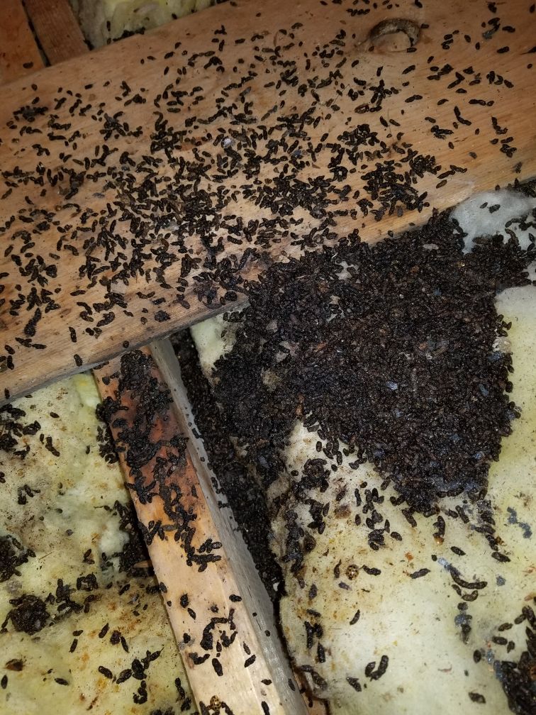 Get pest control in Albany NY with 1O1 Pest Control