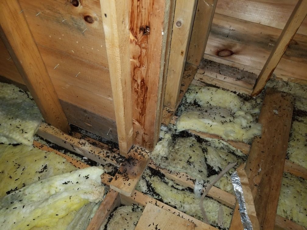 Get pest control in Albany NY with 1O1 Pest Control