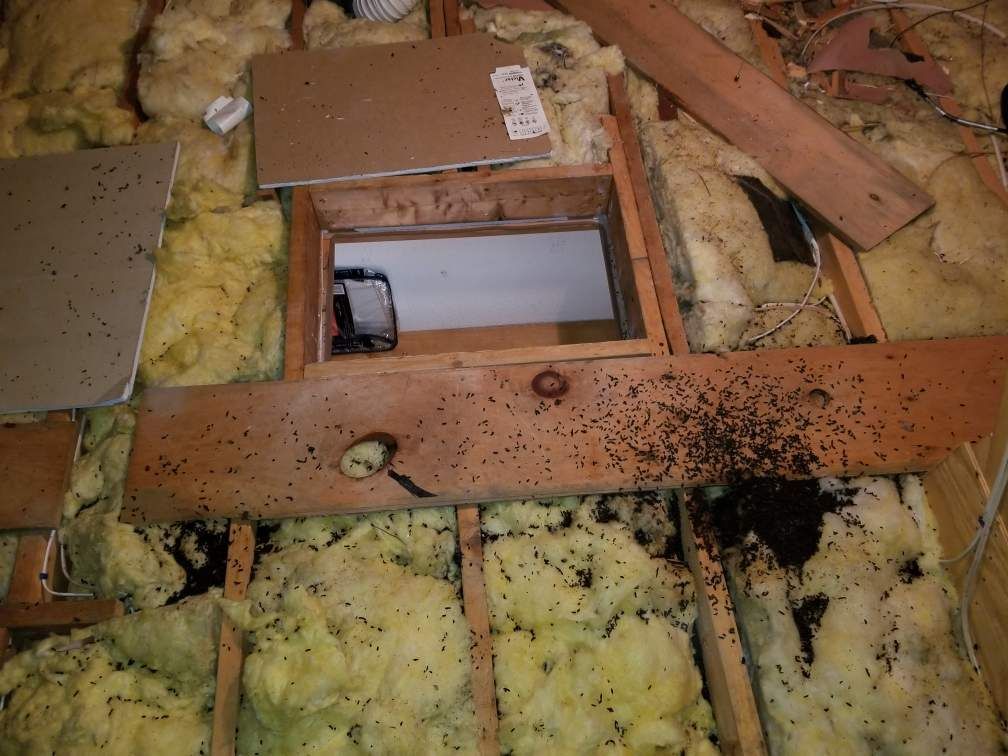 Get pest control in Albany NY with 1O1 Pest Control