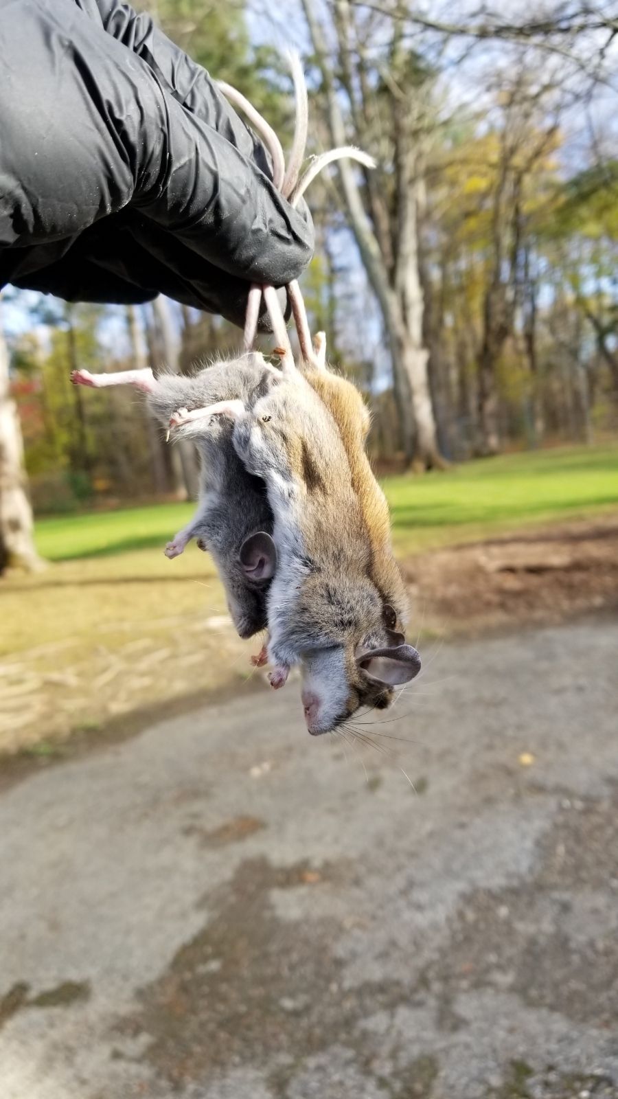 Get wildlife removal in Albany NY with 1O1 Pest Control