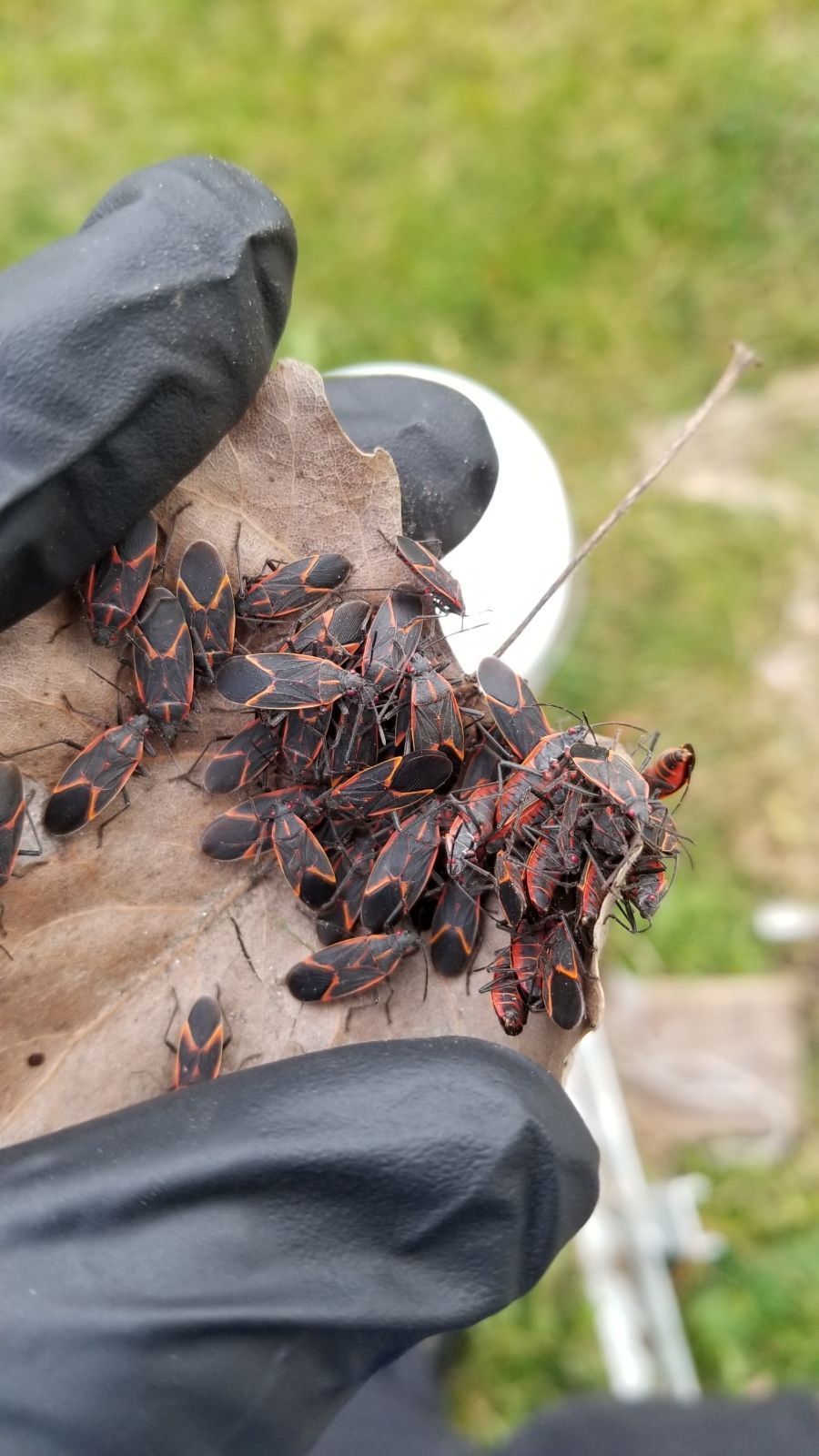 Get pest control in Albany NY with 1O1 Pest Control