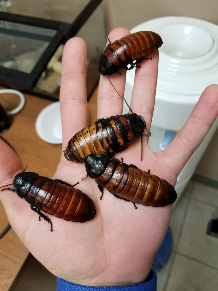 Get pest control in Albany NY with 1O1 Pest Control