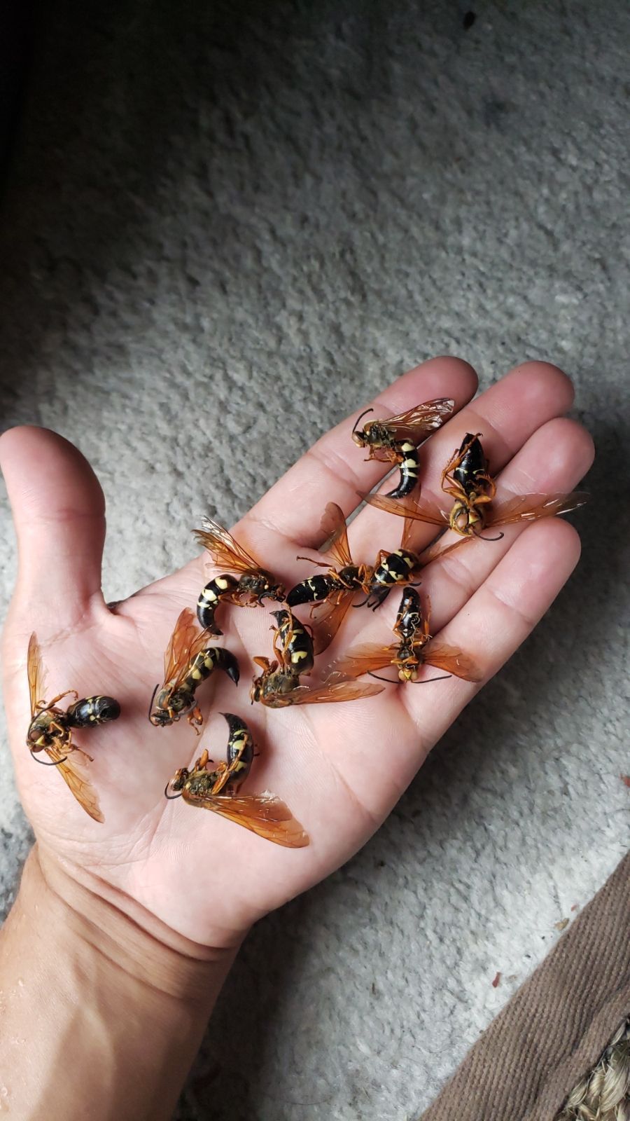 Get pest control in Albany NY with 1O1 Pest Control