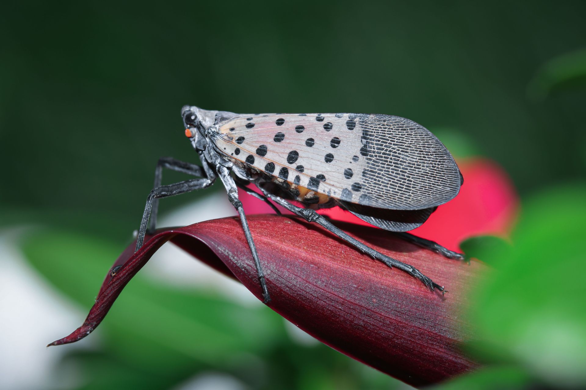 Spotted lanternfly perched on a red flower petal with a green blurred background