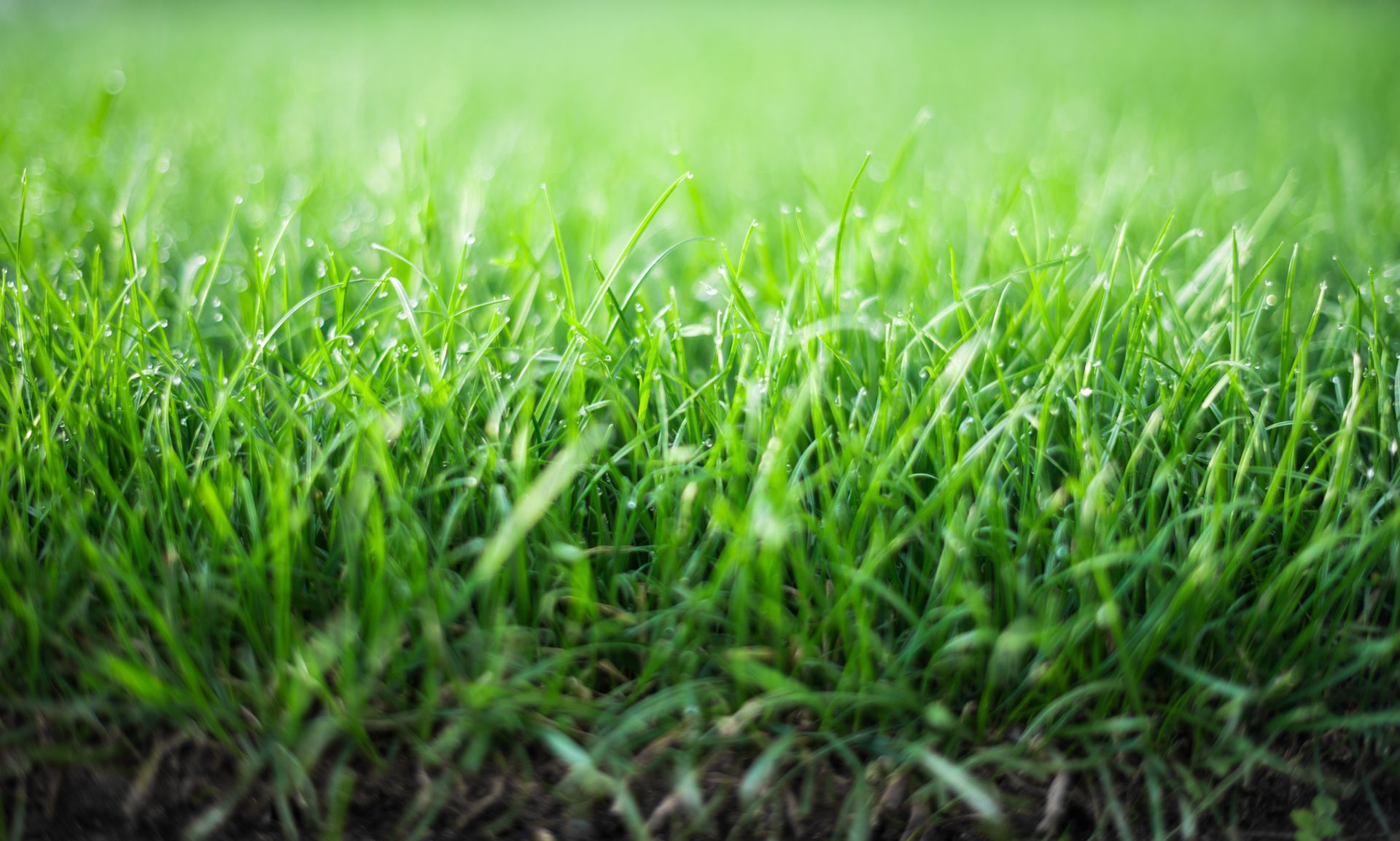 Fresh Green Grass - Athens, AL - T&R Sod Farms