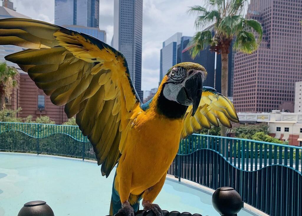 A yellow and blue parrot with its wings outstretched