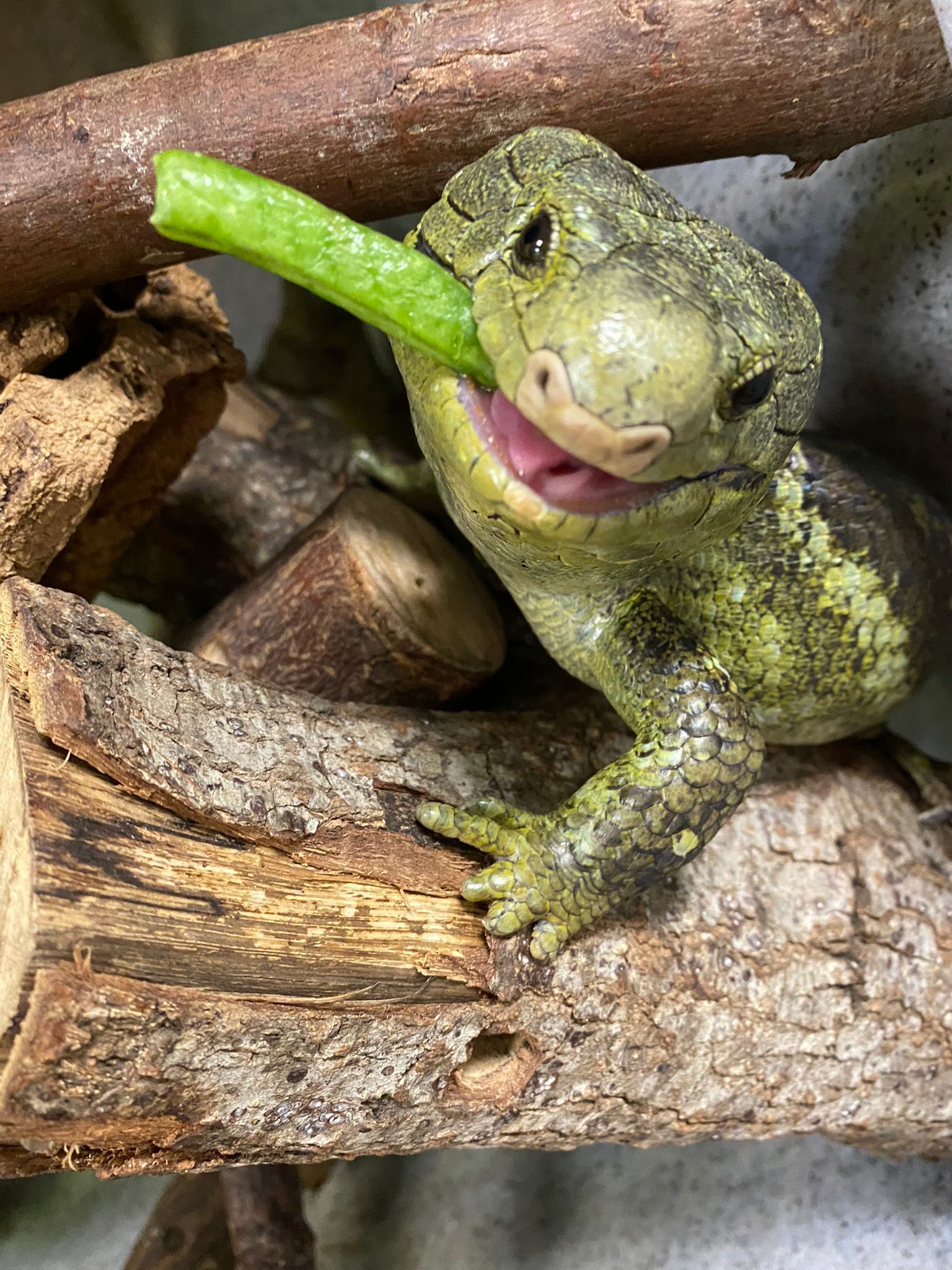 Ambassador Animals | Downtown Aquarium - Houston, TX