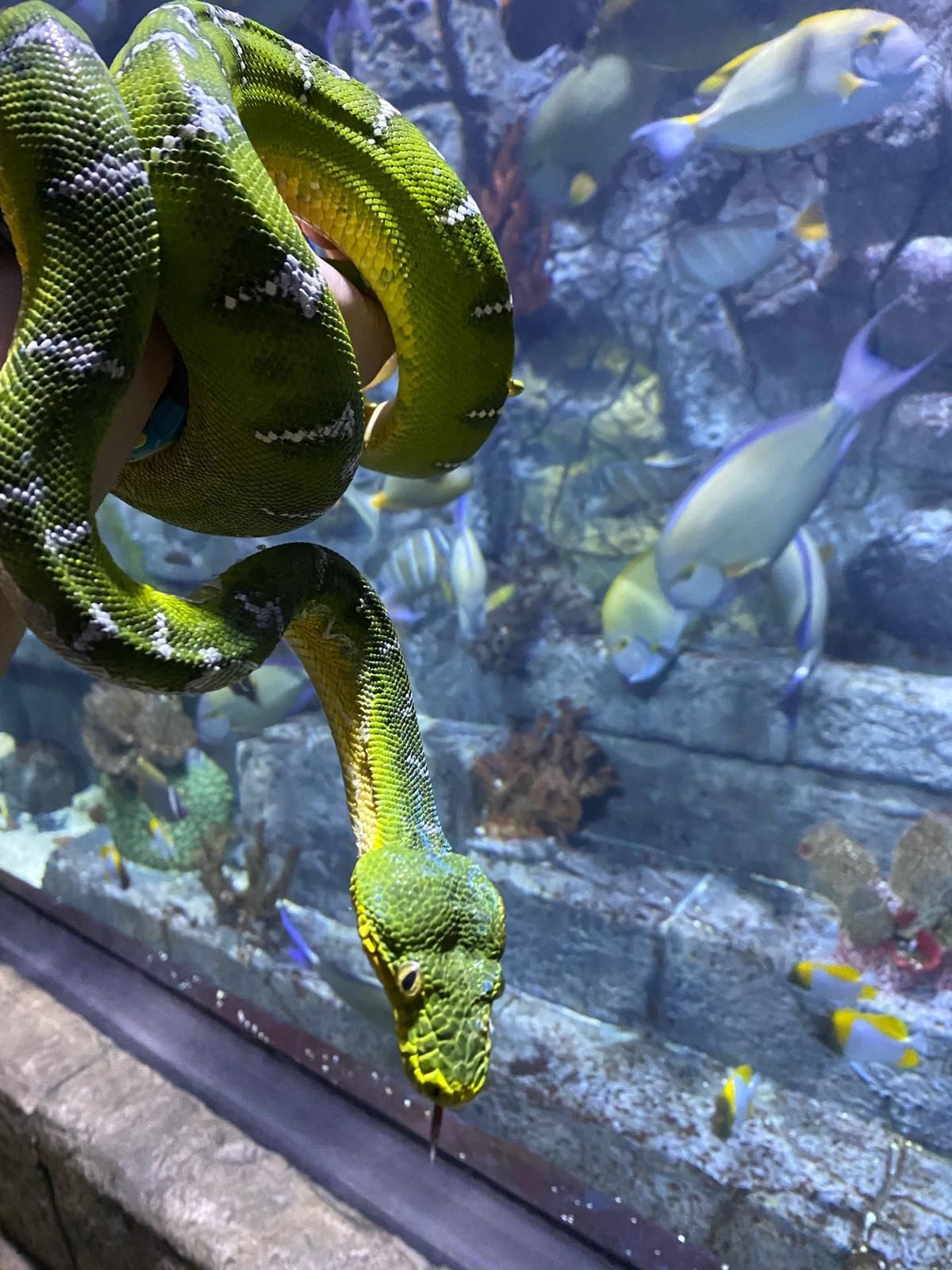 green snake in an aquarium