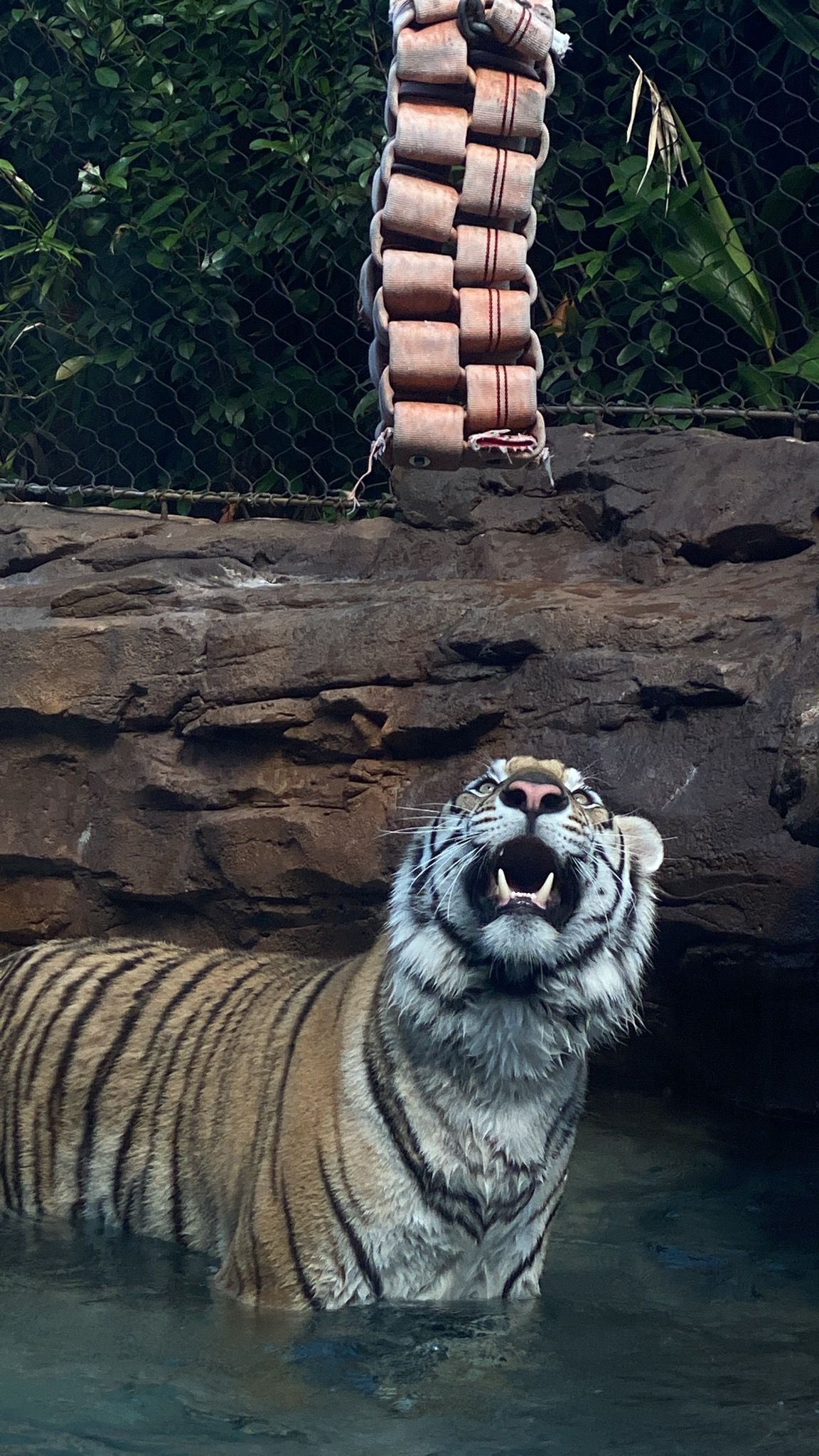 A tiger is standing in the water with its mouth open