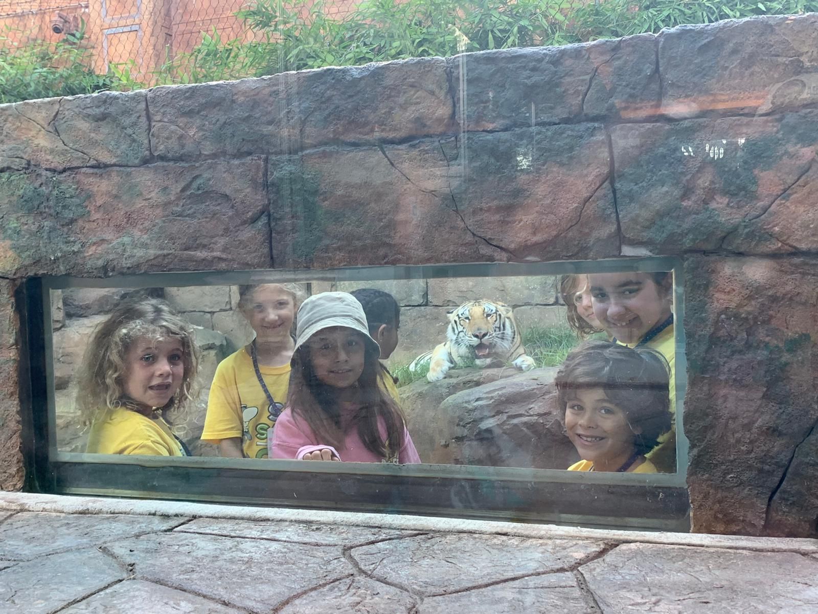 A green frog is sitting on a tree branch