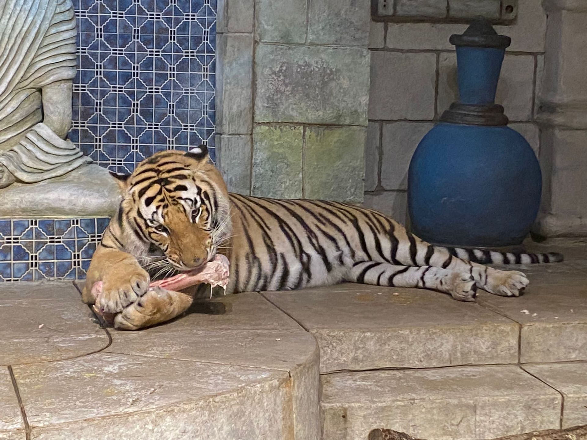 A tiger laying on the ground eating a piece of meat