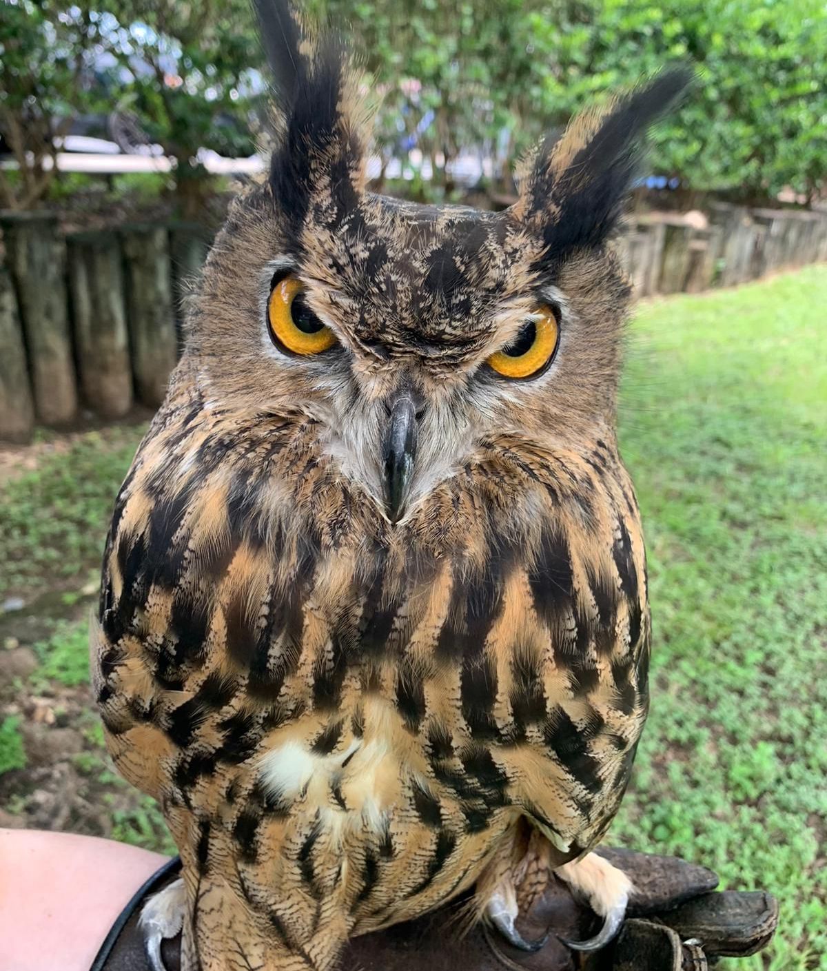 A person is holding an owl with yellow eyes