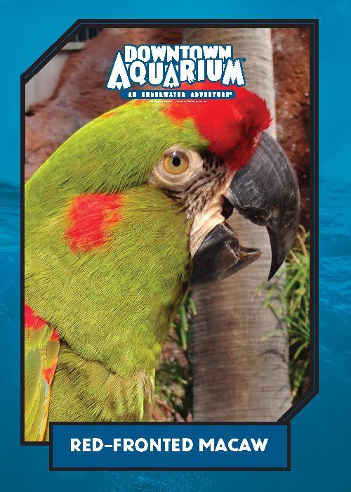 A poster for the downtown aquarium shows a red-fronted macaw