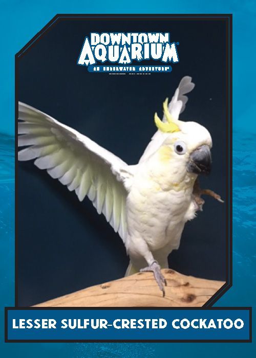 A poster for the downtown aquarium shows a cockatoo
