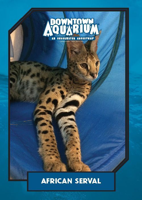 A picture of an african serval on the cover of downtown aquarium trading card