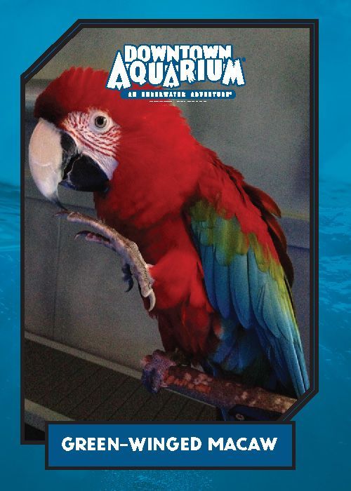 A picture of a green-winged macaw from the downtown aquarium