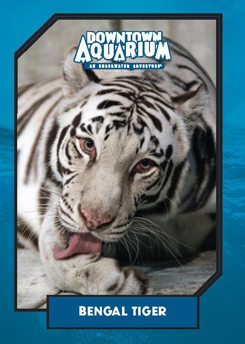 A picture of a bengal tiger from the downtown aquarium