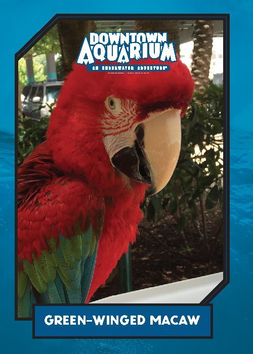 A poster for the downtown aquarium shows a green-winged macaw
