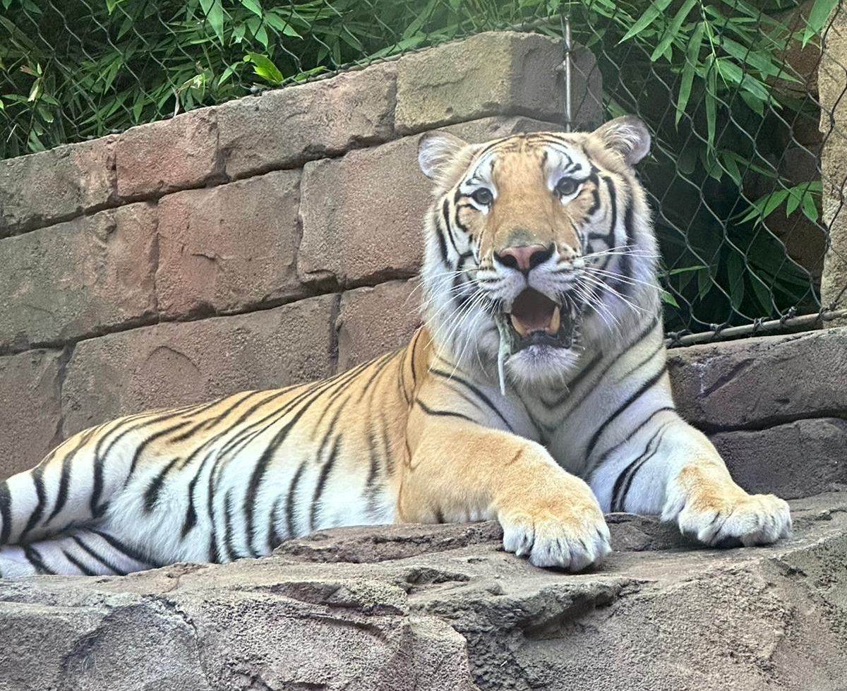 A white tiger is laying on the ground in front of a statue.