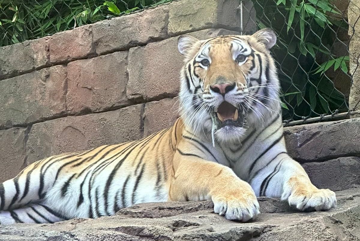A tiger is laying on a rock with its mouth open.