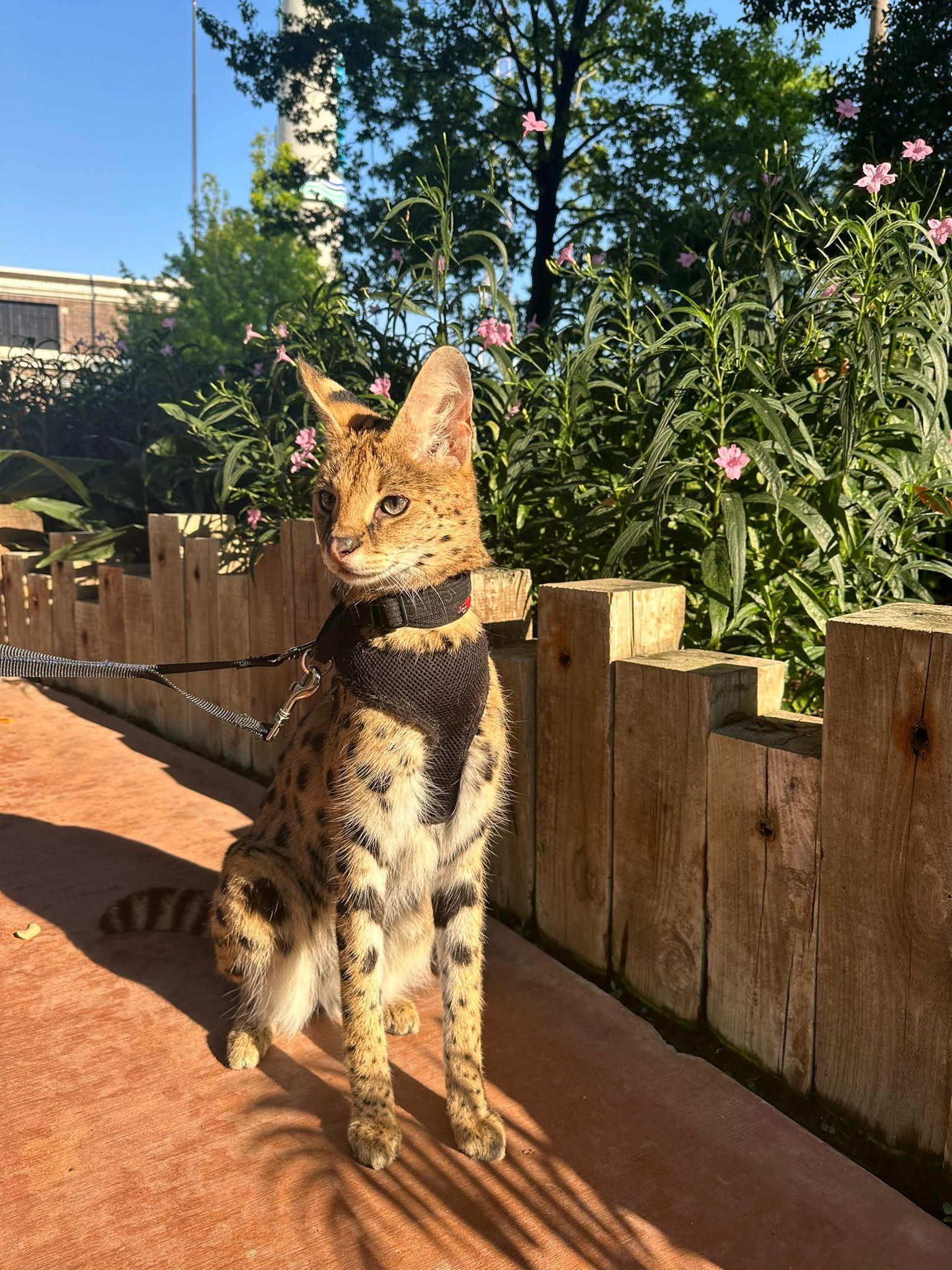 A serval cat wearing a harness is standing next to a wooden fence