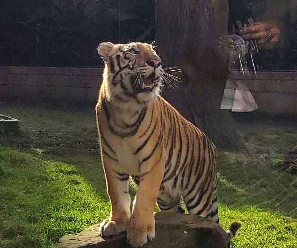 A tiger standing on a rock with its mouth open