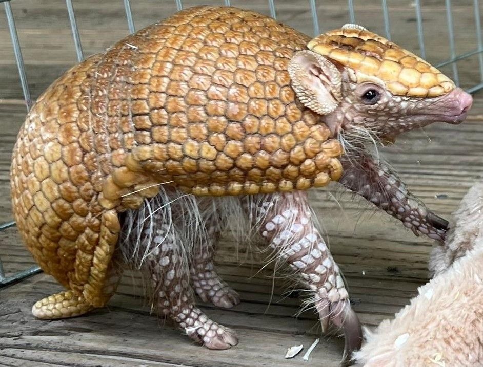 A small armadillo is standing on a wooden surface