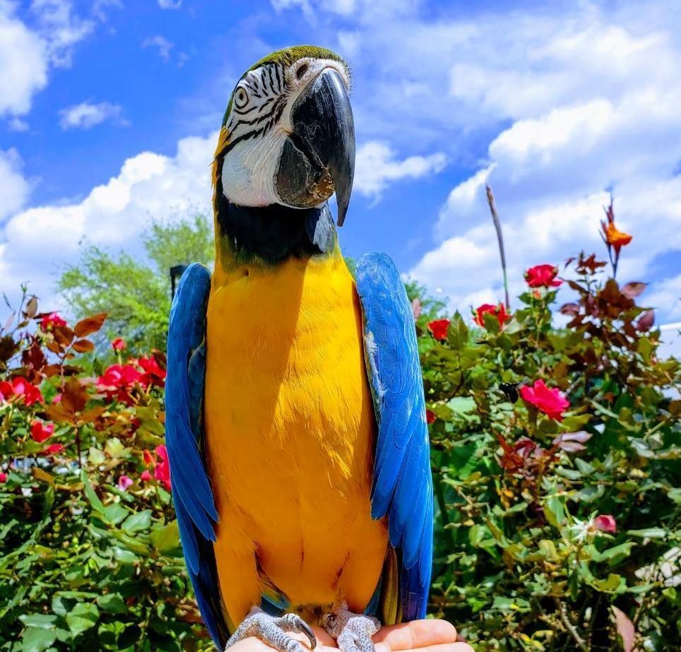 A person is holding a blue and yellow parrot in their hand