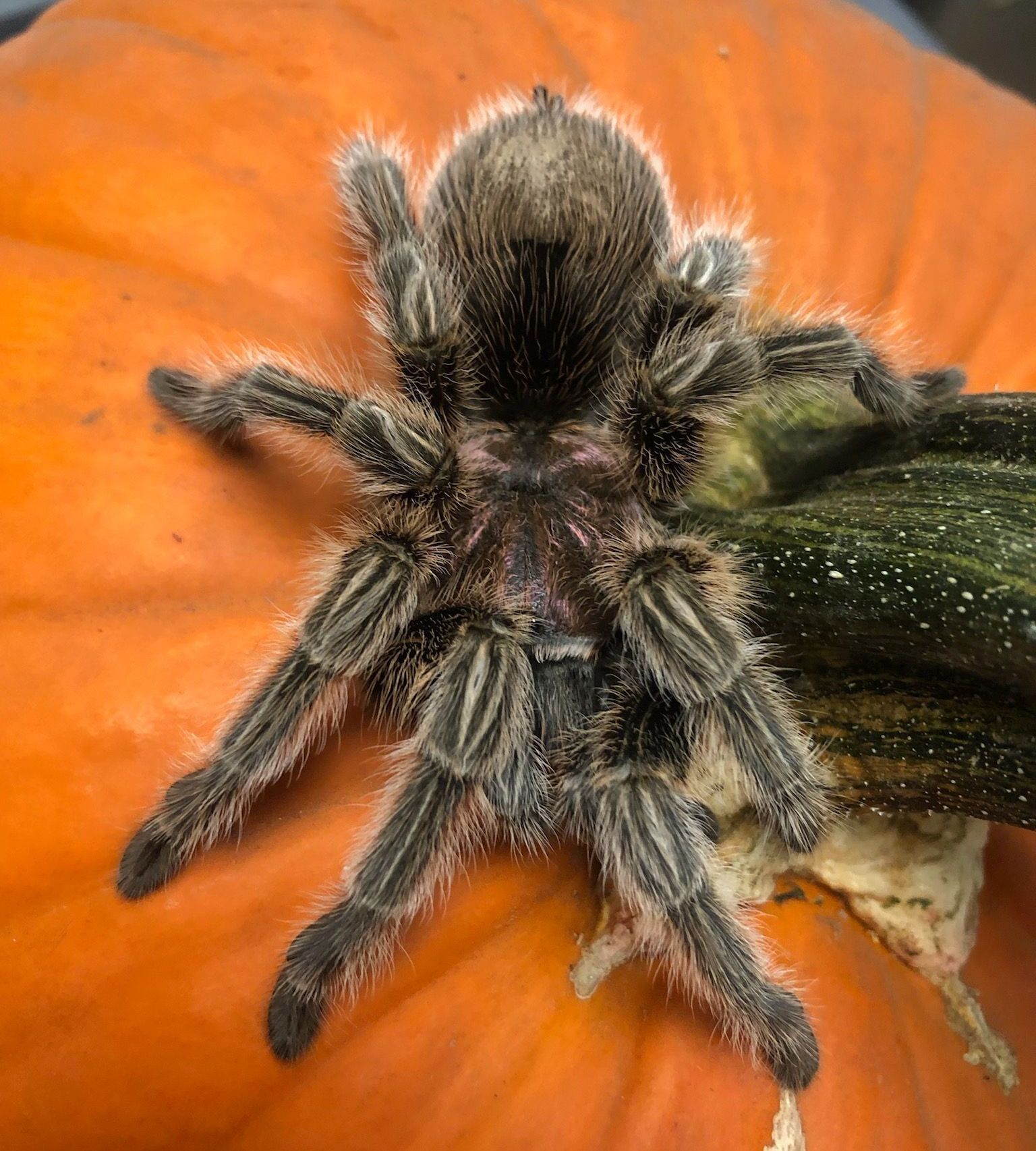 A tarantula is sitting on top of an orange pumpkin