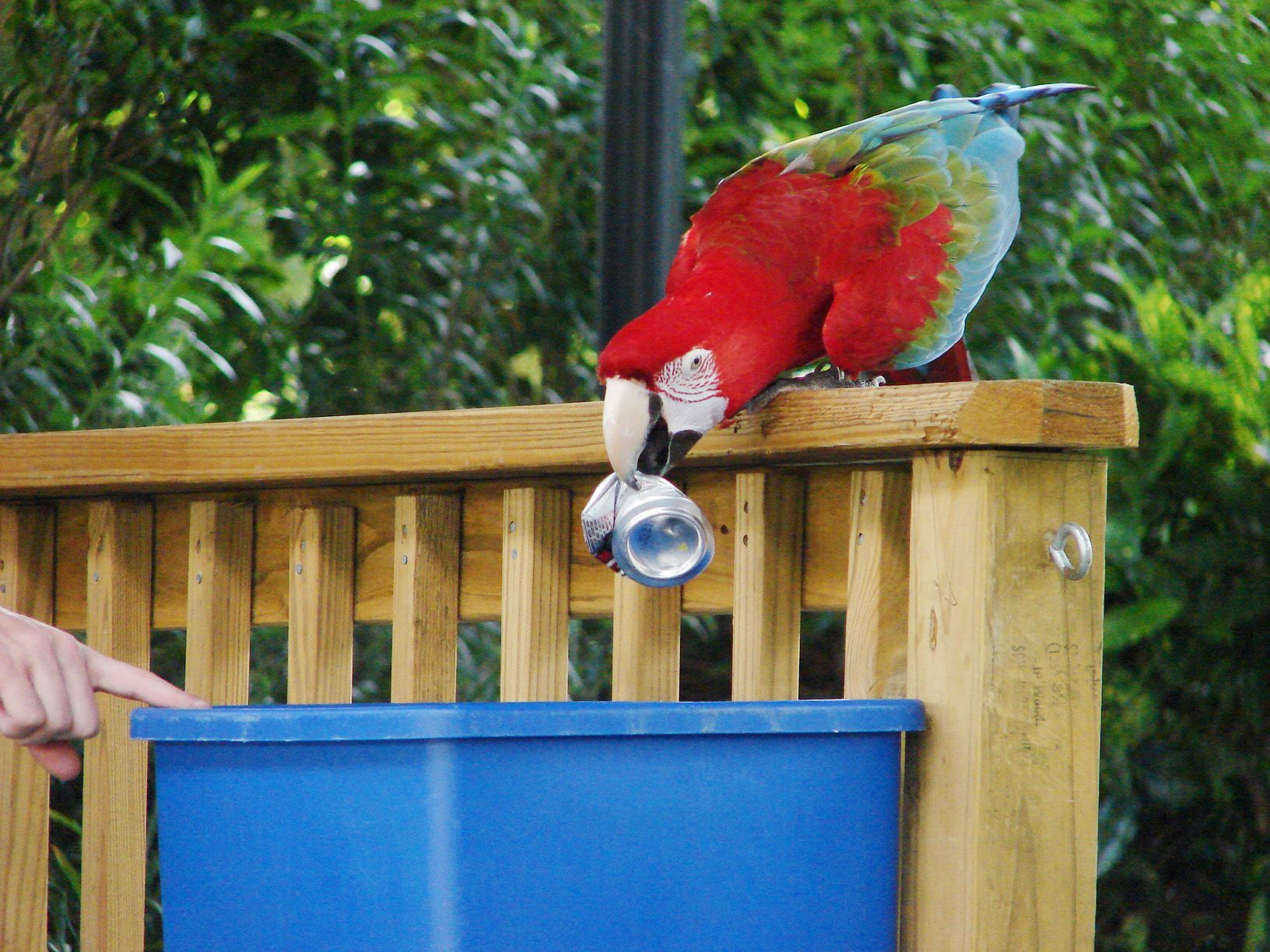 A red parrot recycling a can into a blue container