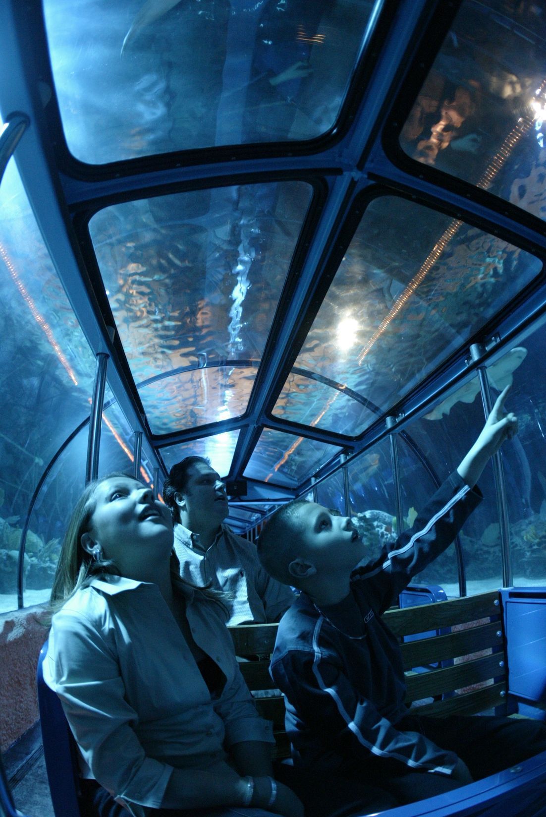 A group of people are looking up at fish in an aquarium