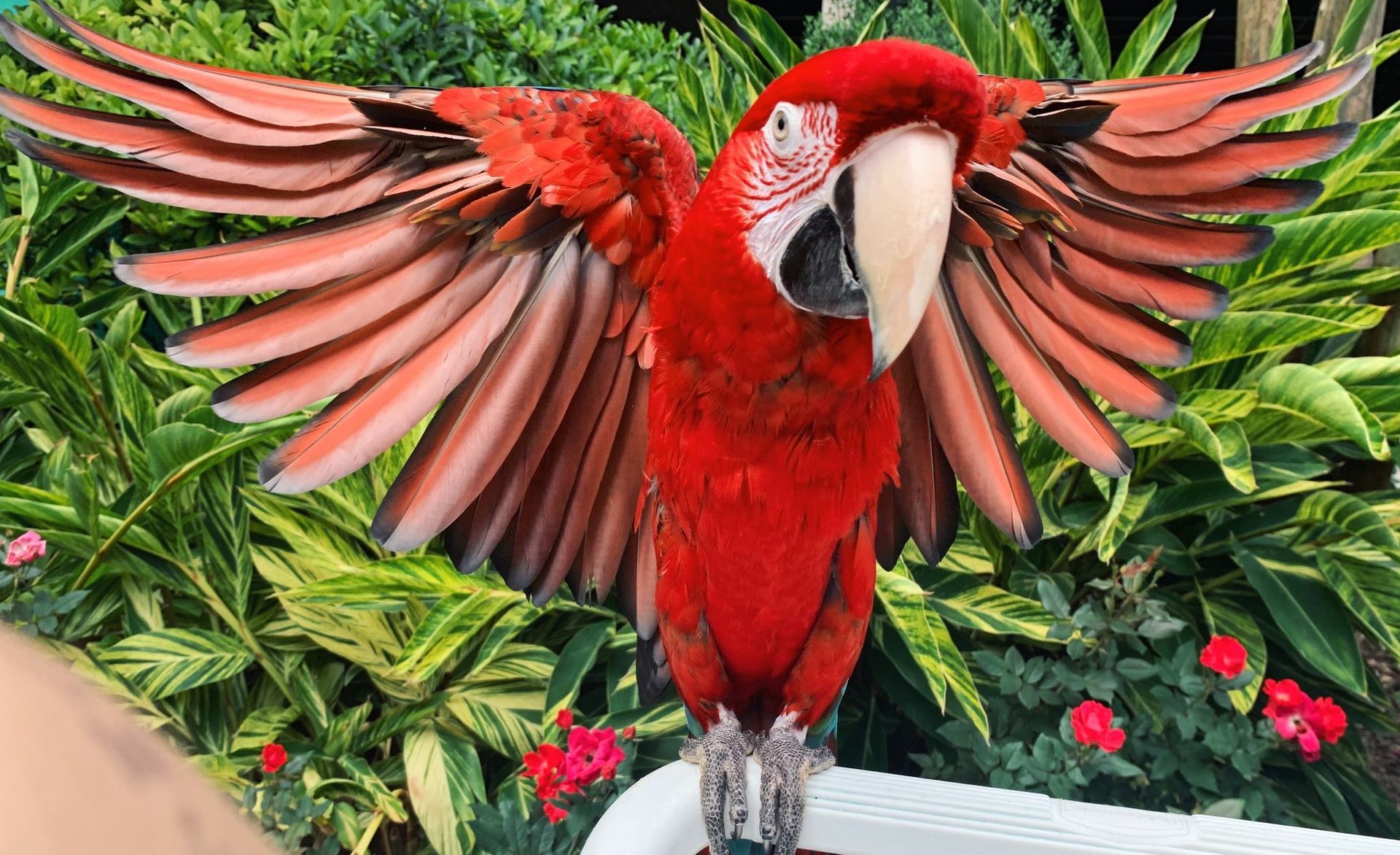 A red parrot is standing on a white fence with its wings spread