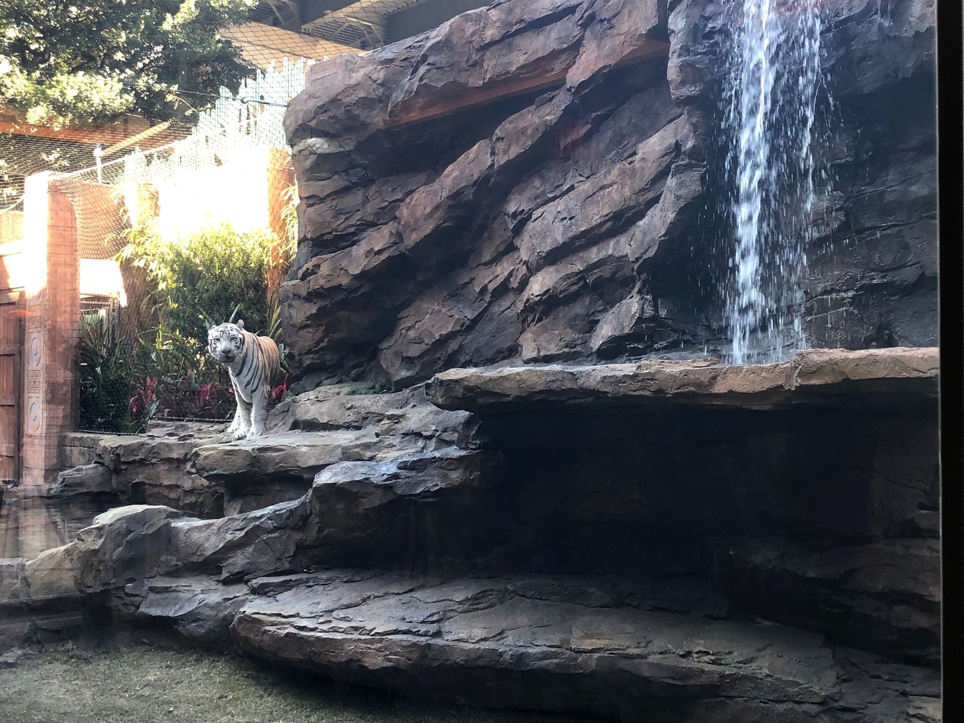 A dog is standing in front of a waterfall