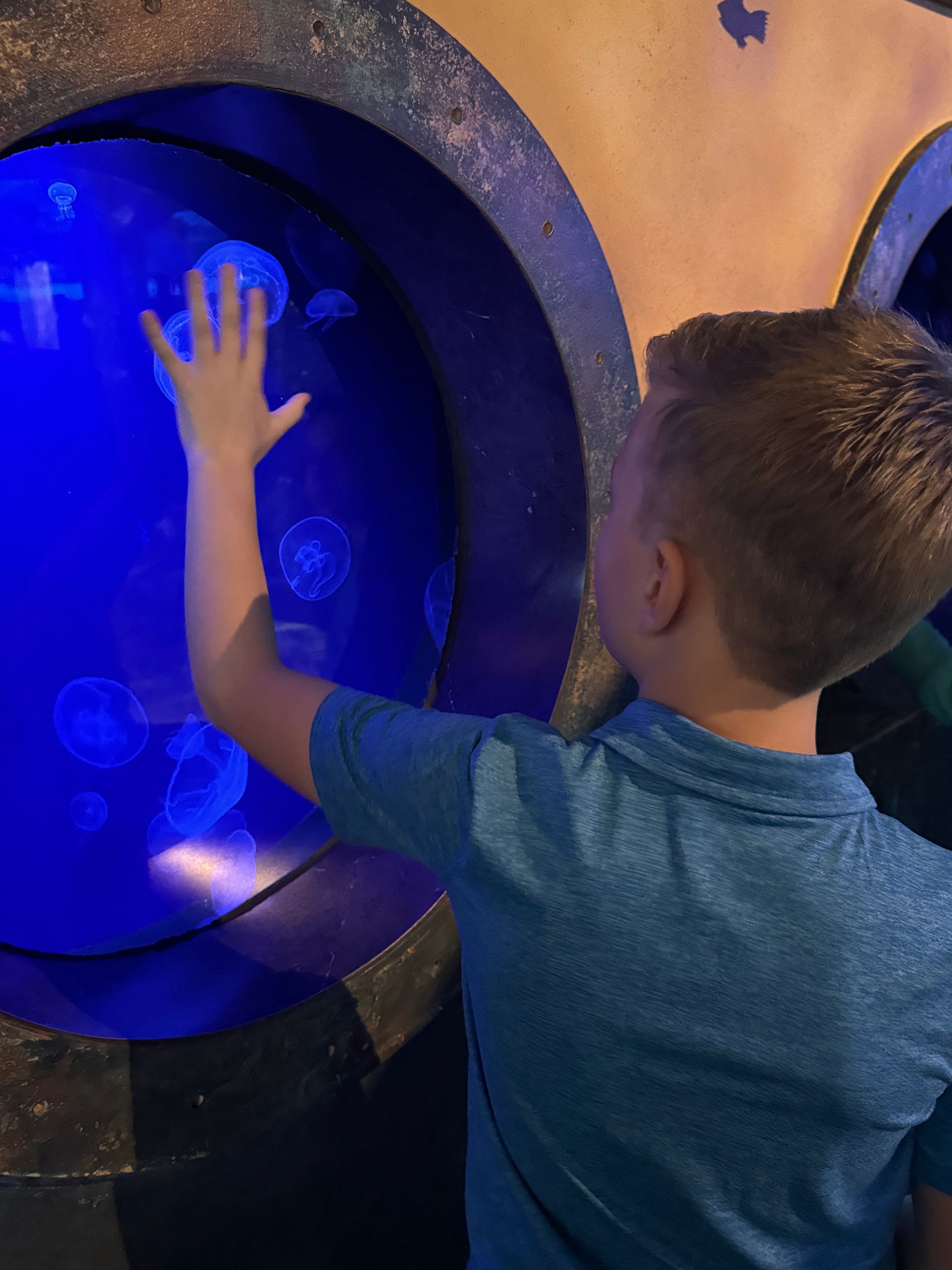 A young boy is touching a jellyfish tank with his hand