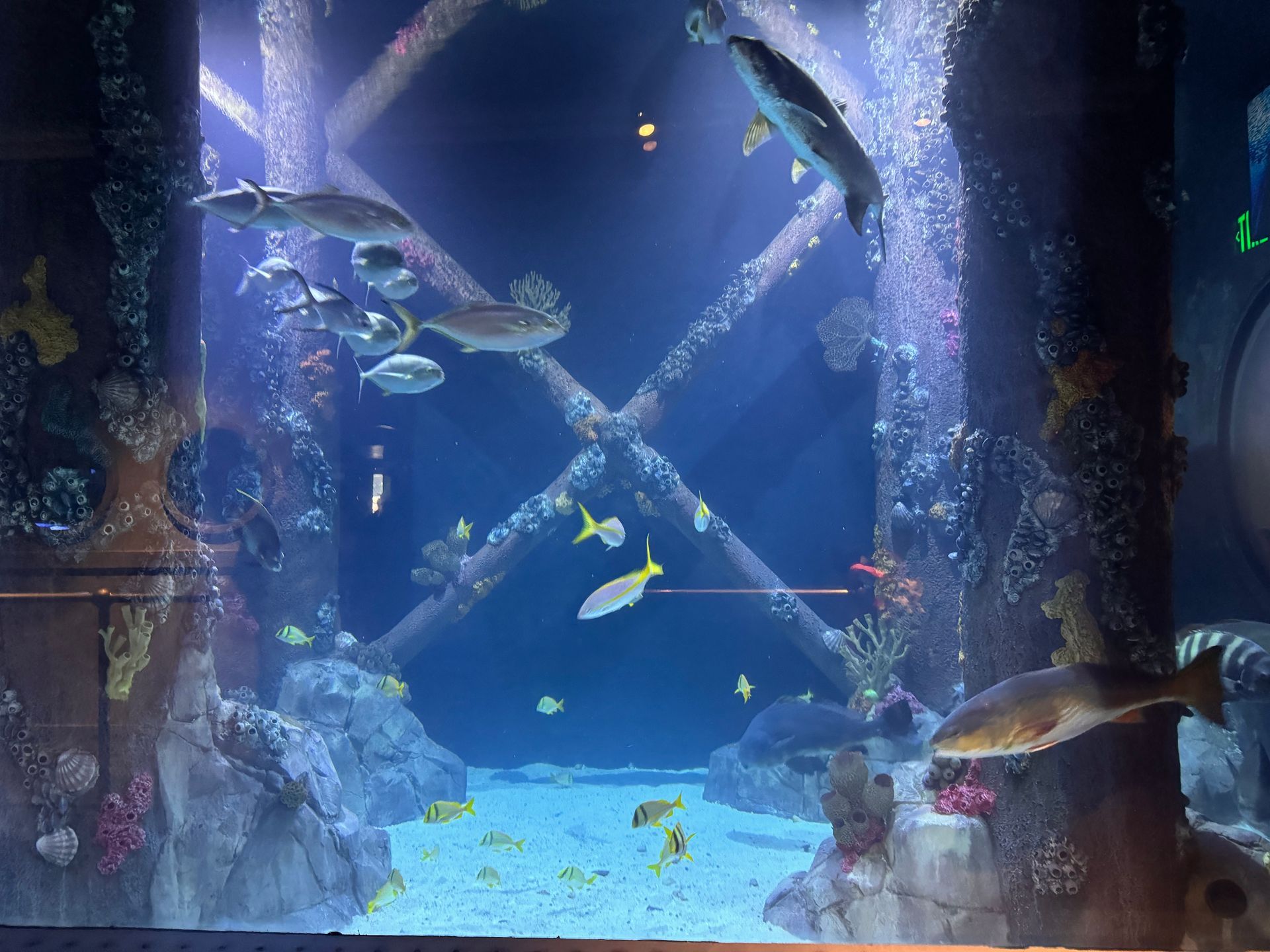A large aquarium filled with lots of fish and corals