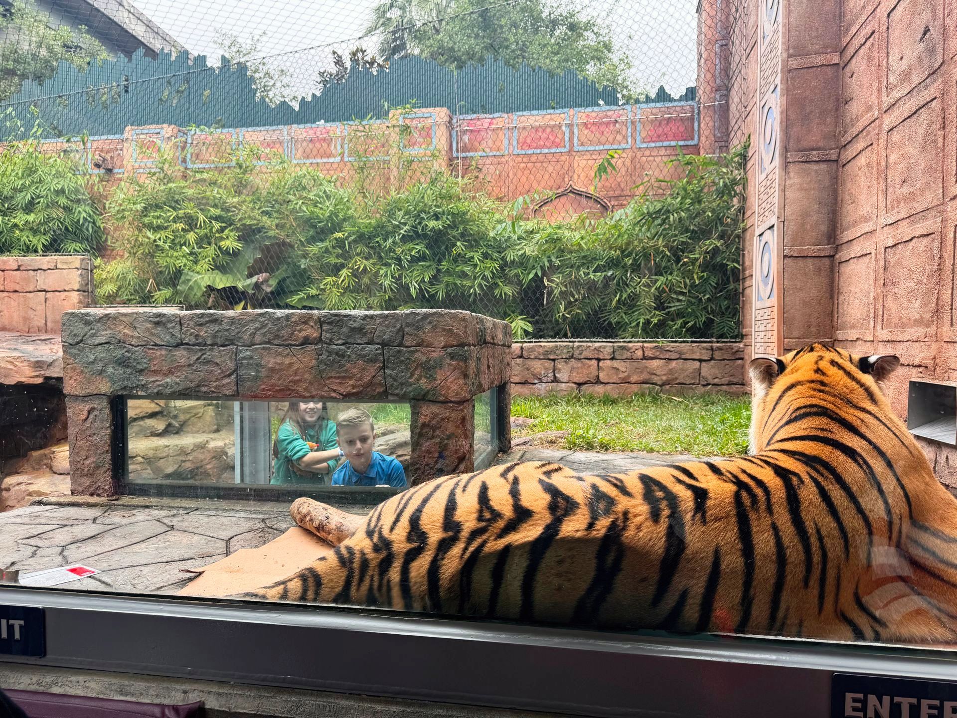 A tiger is laying down outside with two kids watching him