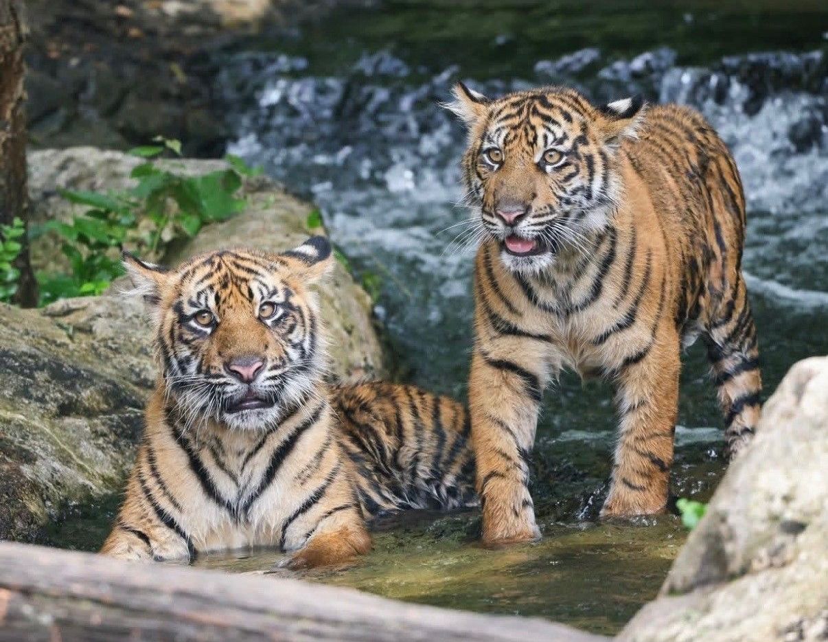 Two tiger cubs are standing and laying in the water