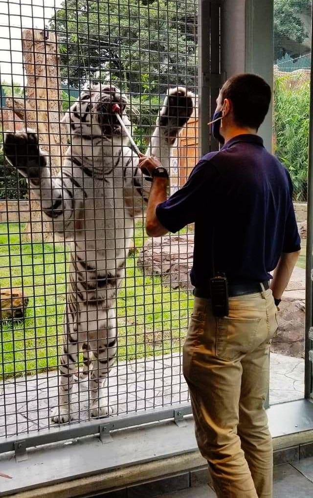 A man standing next to a white tiger in a cage