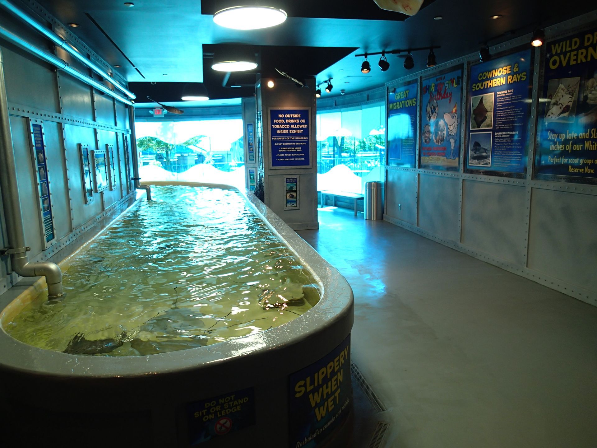 A large tank of water with stingrays