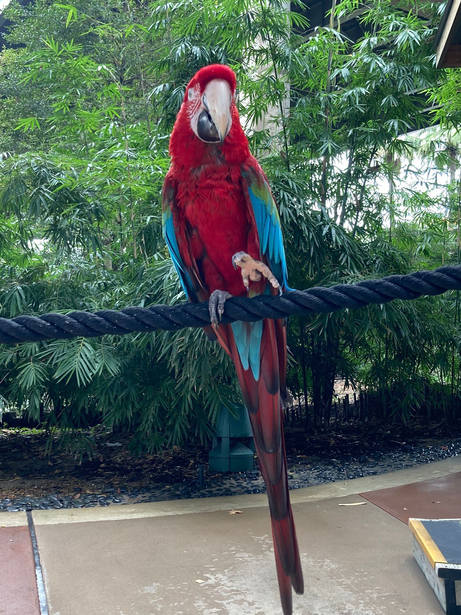 A red and blue parrot perched on a rope