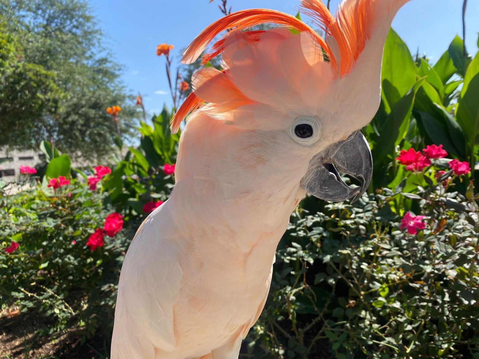 A white parrot with orange feathers on its head