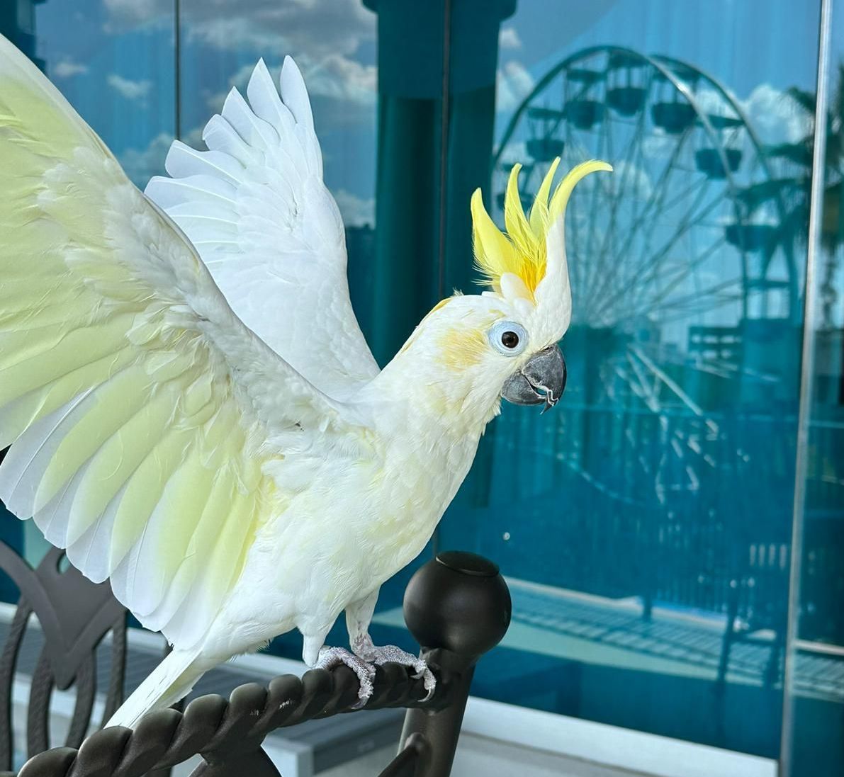 A white parrot with a yellow crest is perched on a railing