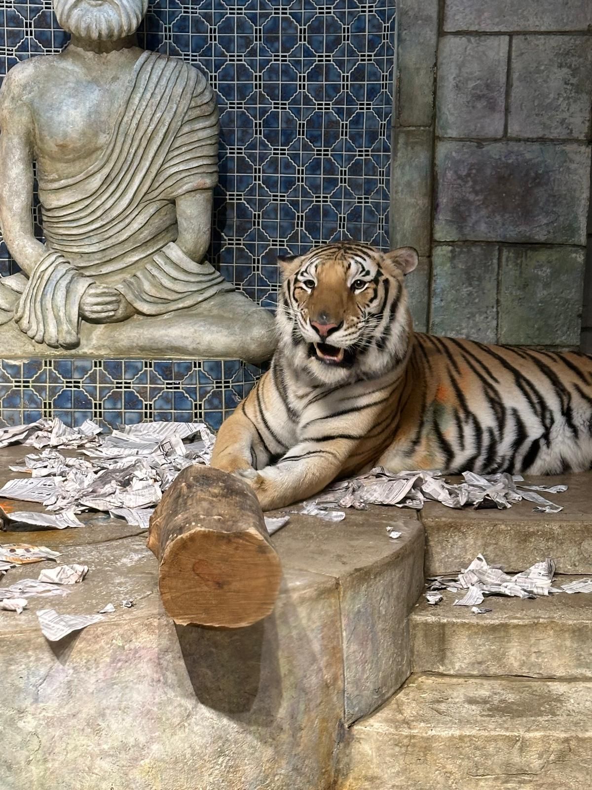 A tiger is laying on the ground next to a statue of a man.