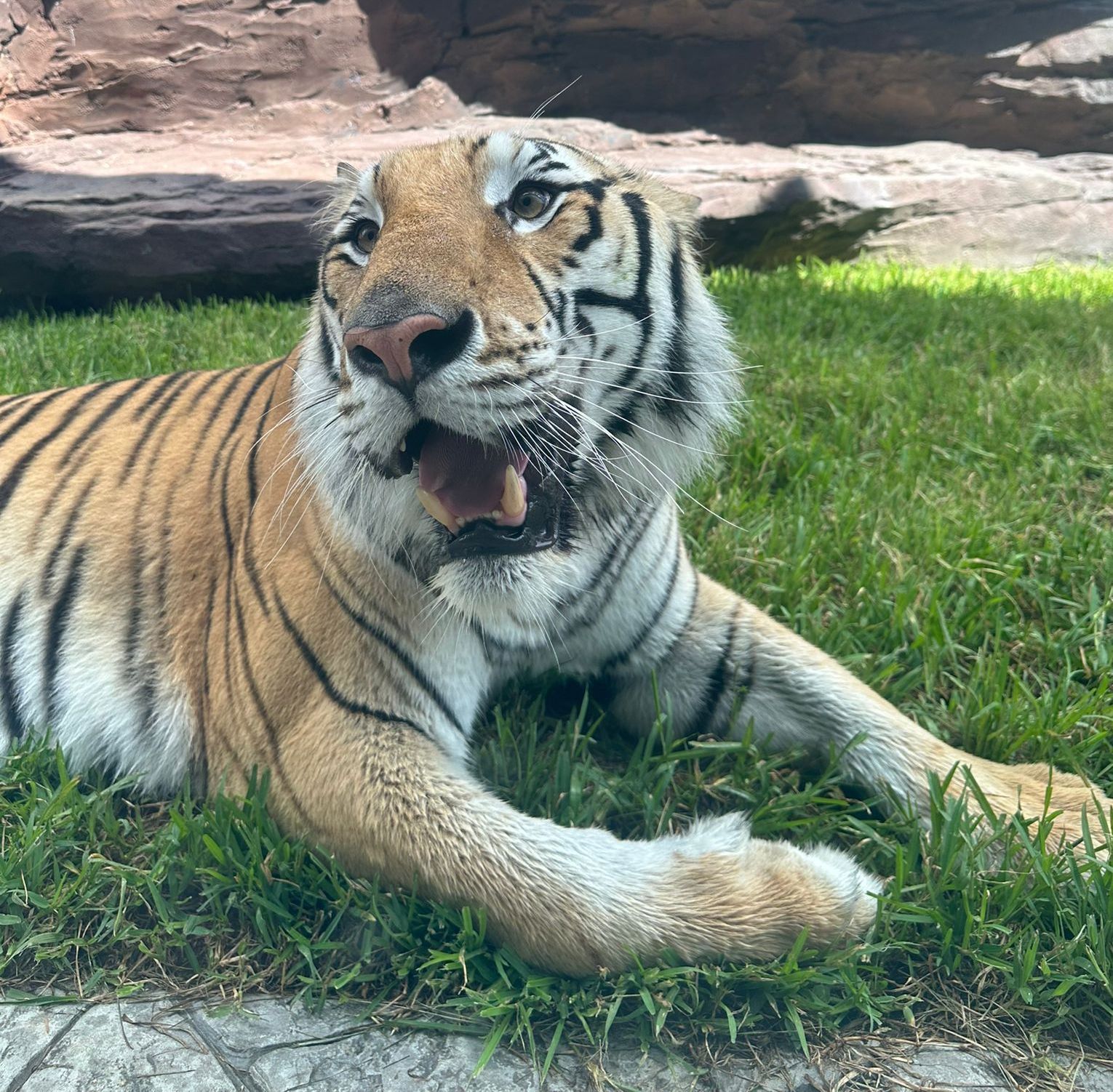 A tiger laying in the grass with its mouth open