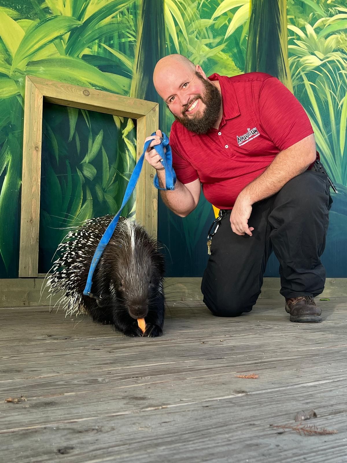 A man in a red shirt is kneeling next to a porcupine on a leash
