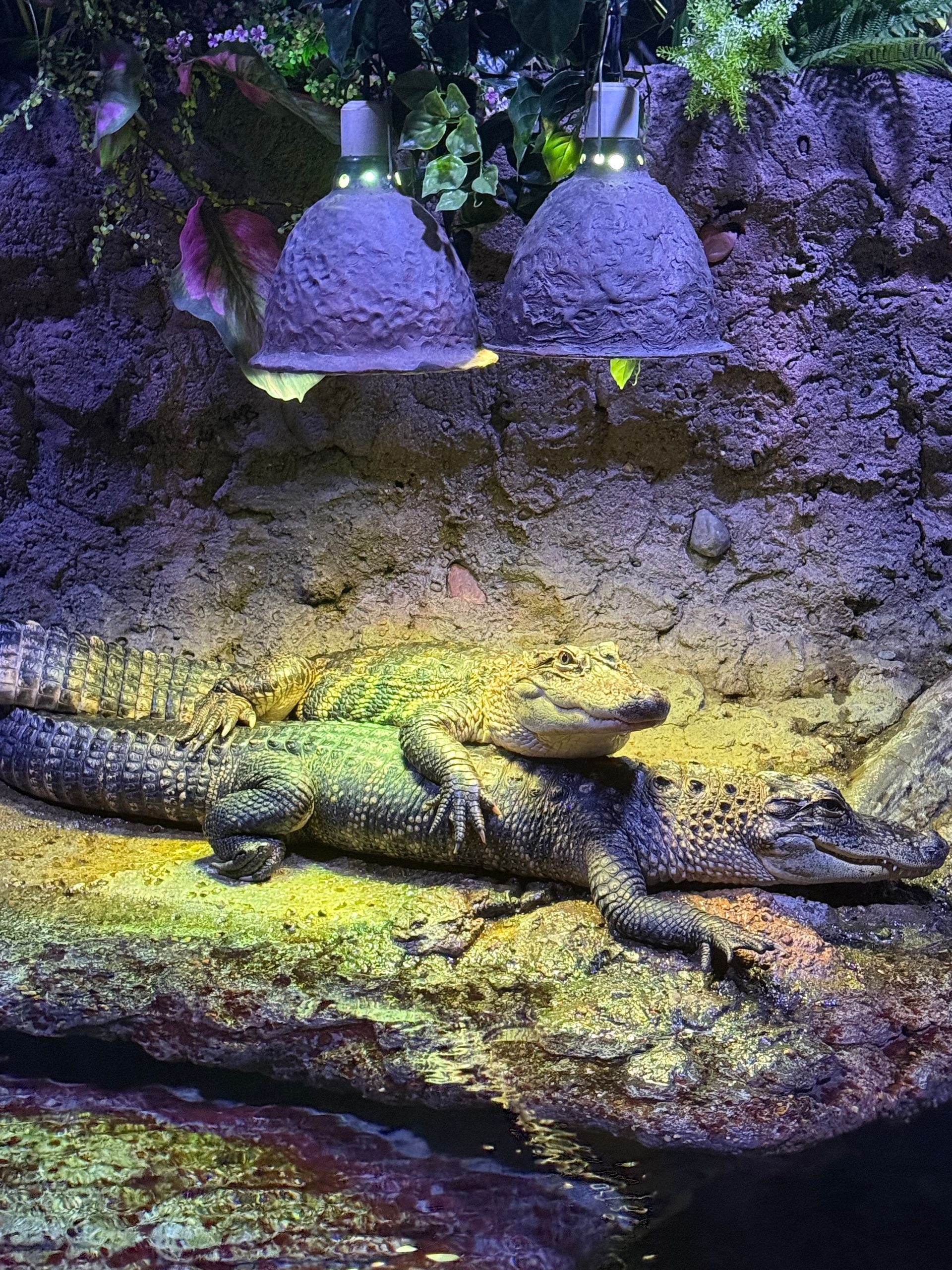A close up of a alligator laying in the sand