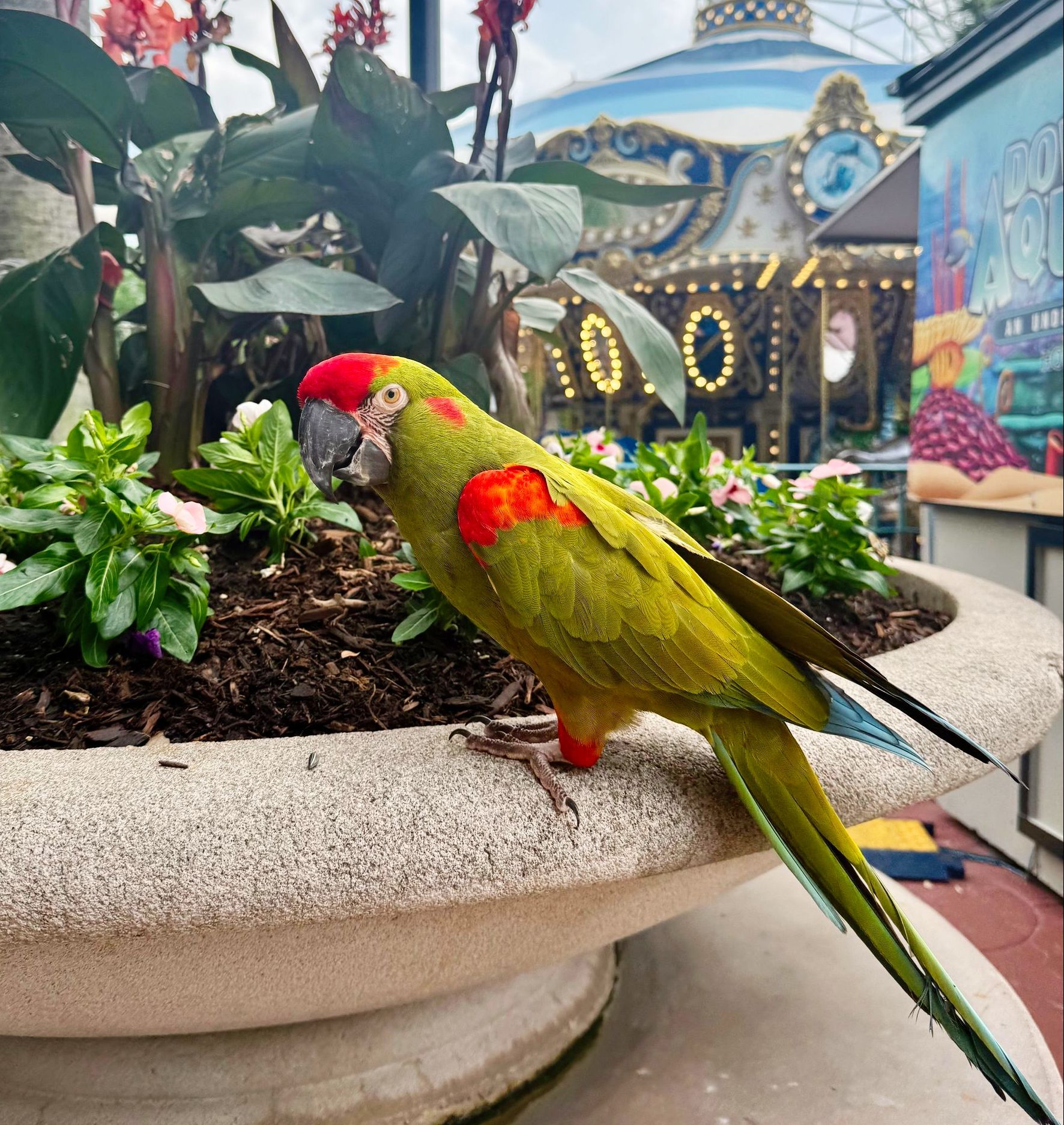 A green parrot with a red beak sits in a potted plant